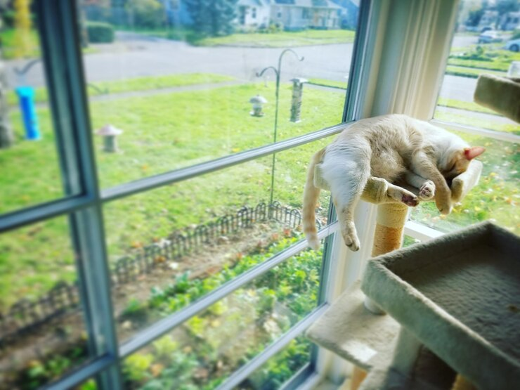 ต่อเติมข้างบ้านให้เป็นพื้นที่ของสัตว์เลี้ยง